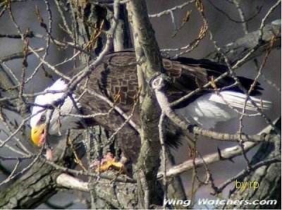 Bald Eagle by Ron Pelletier