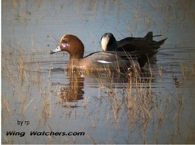 Eurasion Wigeon (M) by Ron Pelletier