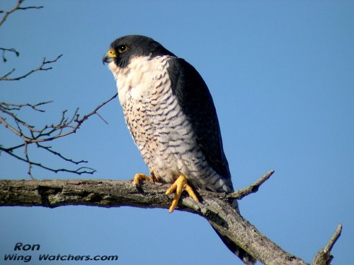 Peregrine Falcon (M) by Ron Pelletier