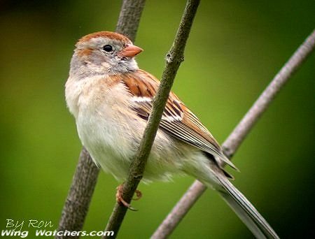 Field Sparrow by Ron Pelletier