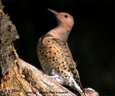 Northern Flicker by Ron Pelletier