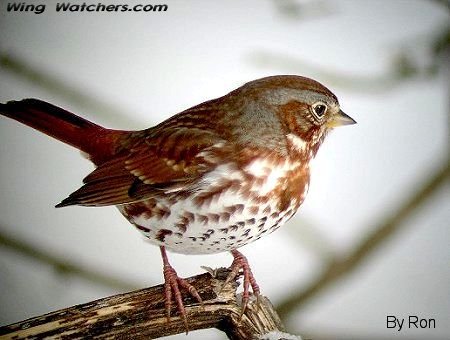 Fox Sparrow by Ron Pelletier