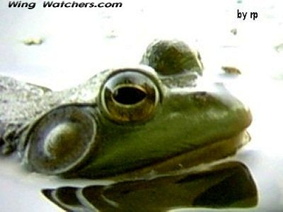 American Bullfrog by Ron Pelletier