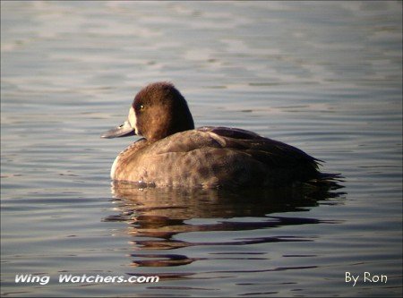 Greater Scaup (F) by Ron Pelletier