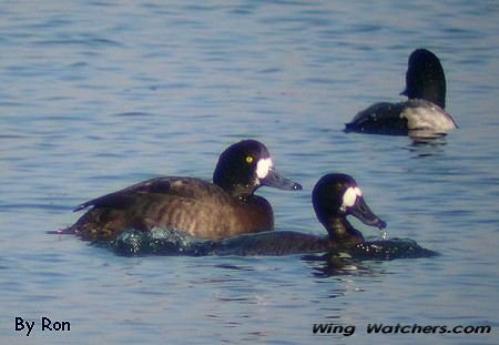 Greater Scaups (Females) by Ron Pelletier