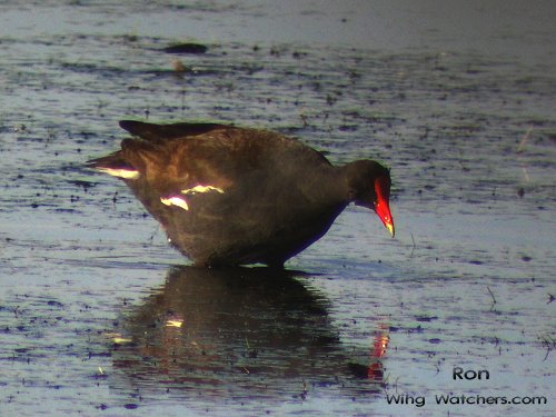 Common Moorhen by Ron Pelletier