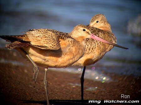 Marbled Godwits by Ron Pelletier