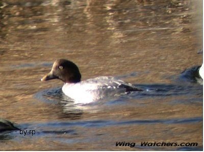 Common Goldeneye (F) by Ron Pelletier