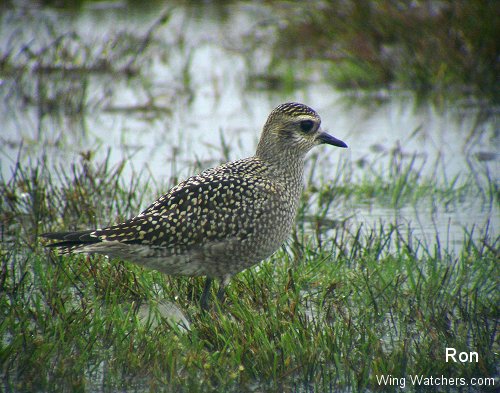 American Golden Plover in winter plummage by Ron Pelletier