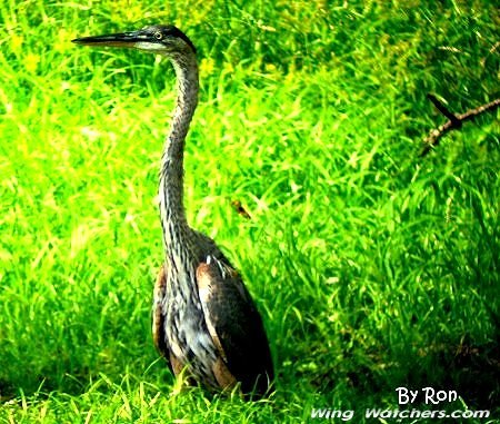 Immature Great Blue Heron by Ron Pelletier