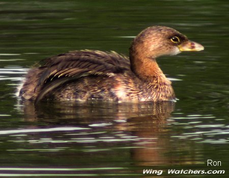 Pied-billed Grebe by Ron Pelletier