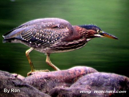 Green heron by Ron Pelletier