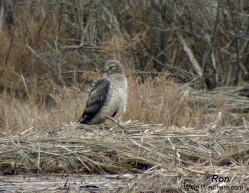 Northern Harrier (M) by Ron Pelletier