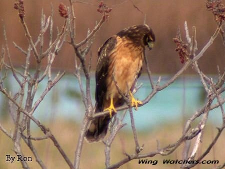 Northern Harrier (F) by Ron Pelletier