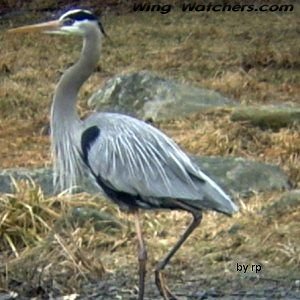 Great Blue Heron adult by Ron Pelletier