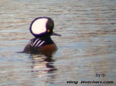 Hooded Merganser (M) by Ron Pelletier