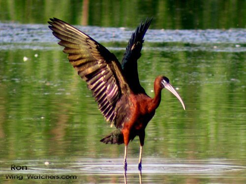 Glossy Ibis by Ron Pelletier