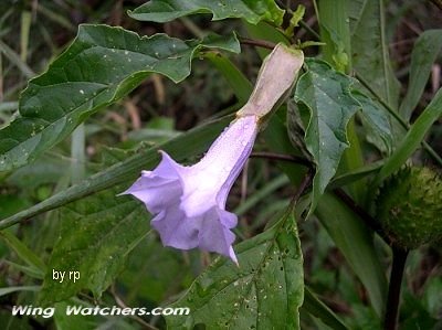 Jimsonweed flower