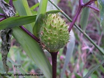 Jimsonweed seedpod