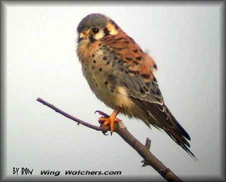 American Kestrel by Ron Pelletier