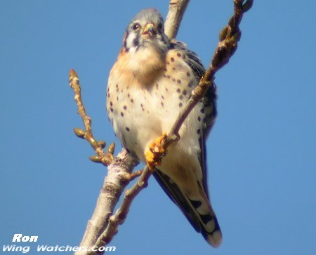 American Kestrel by Ron Pelletier