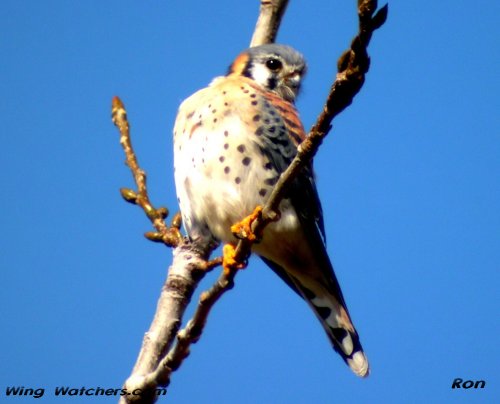 American Kestrel by Ron Pelletier