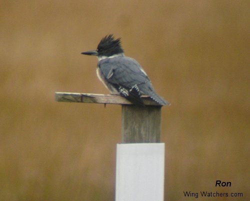 Belted Kingfisher by Ron Pelletier