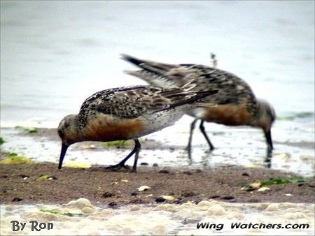 Red Knots by Ron Pelletier