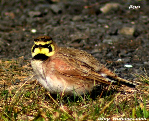 Horned Lark by Ron Pelletier