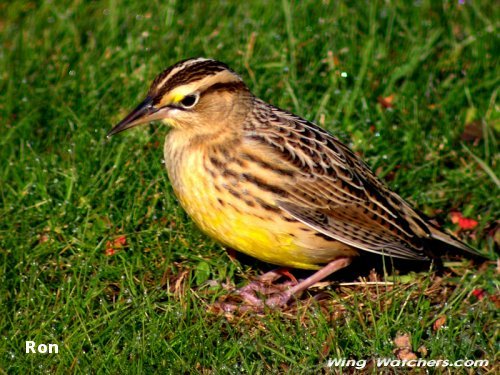 Eastern Meadowlark by Ron Pelletier