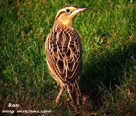 Eastern Meadowlark by Ron Pelletier