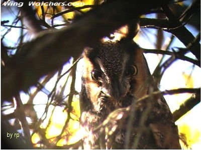 Long-eared Owl by Ron Pelletier