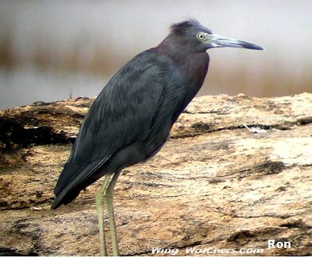 Little Blue Heron by Ron Pelletier