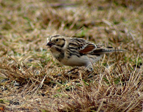 Lapland Longspur by Ron Pelletier