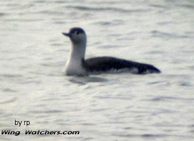 Red-throated Loon in winter plummage by Ron Pelletier