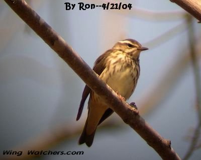 Louisiana Waterthrush by Ron Pelletier