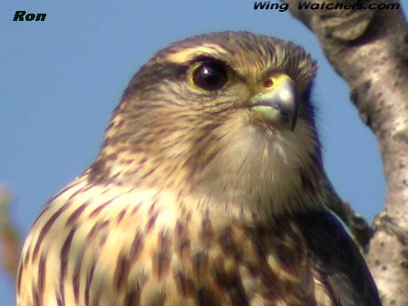 Merlin (closeup) by Ron Pelletier