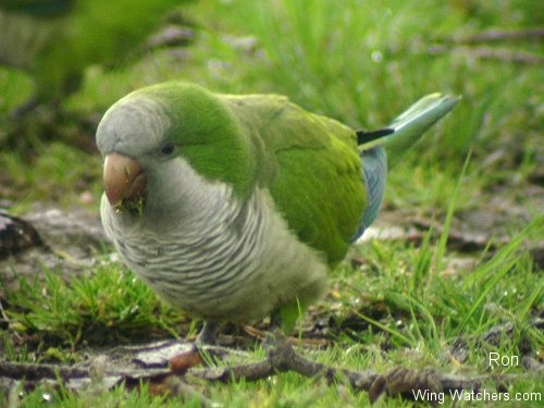 Monk Parakeet by Ron Pelletier