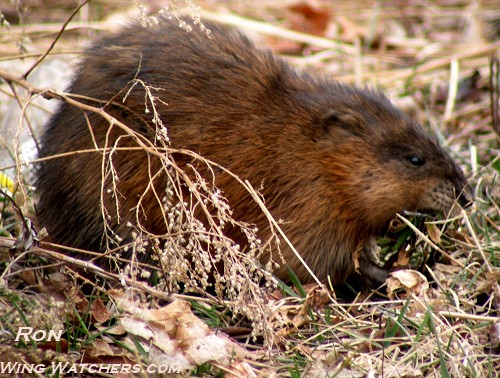 Muskrat by Ron Pelletier