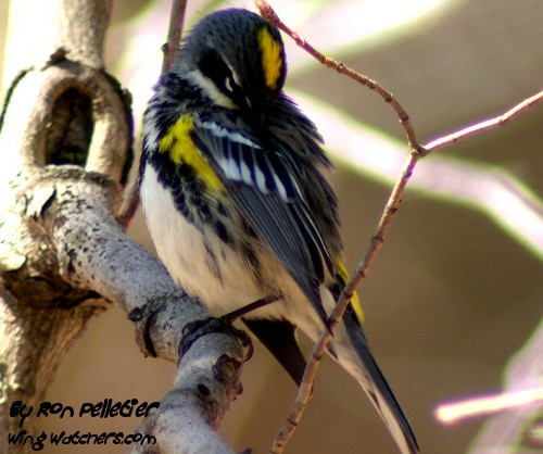 Yellow-rumped Warbler by Ron Pelletier