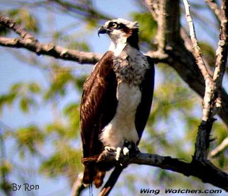 Osprey by Ron Pelletier