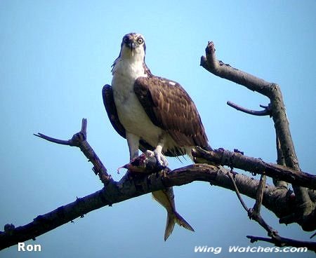 Osprey by Ron Pelletier