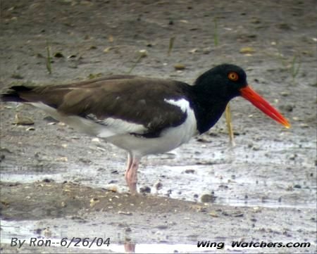 American Oystercatcher by Ron Pelletier