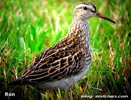 Pectoral Sandpiper by Ron Pelletier