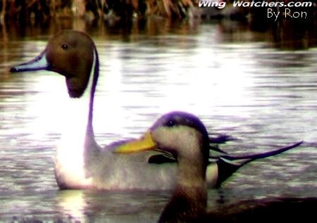 Northern Pintail Duck in background by Ron Pelletier