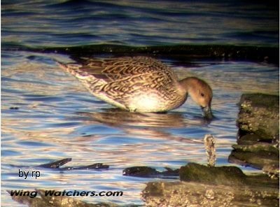 Northern Pintail Duck (F) by Ron Pelletier