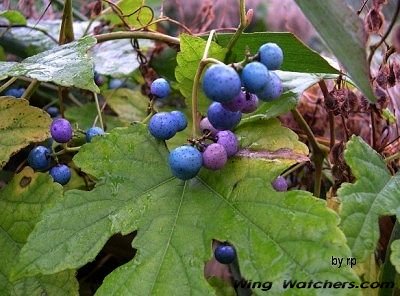 Porcelainberry