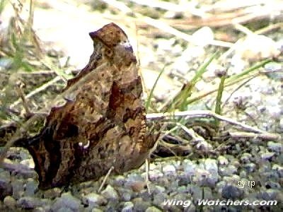 Questionmark Butterfly by Ron Pelletier