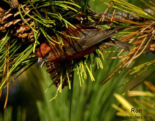 Red Crossbill (M) by Ron Pelletier