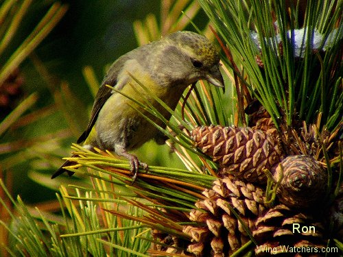 Red Crossbill (F) by Ron Pelletier